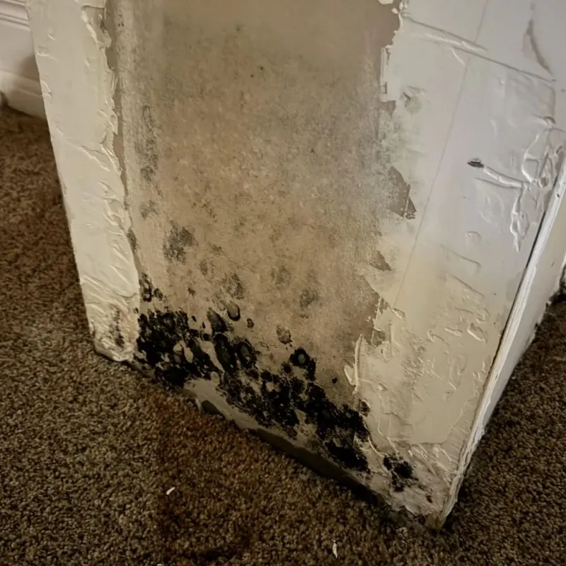 Professional Mold Removal in Bailey County, TX